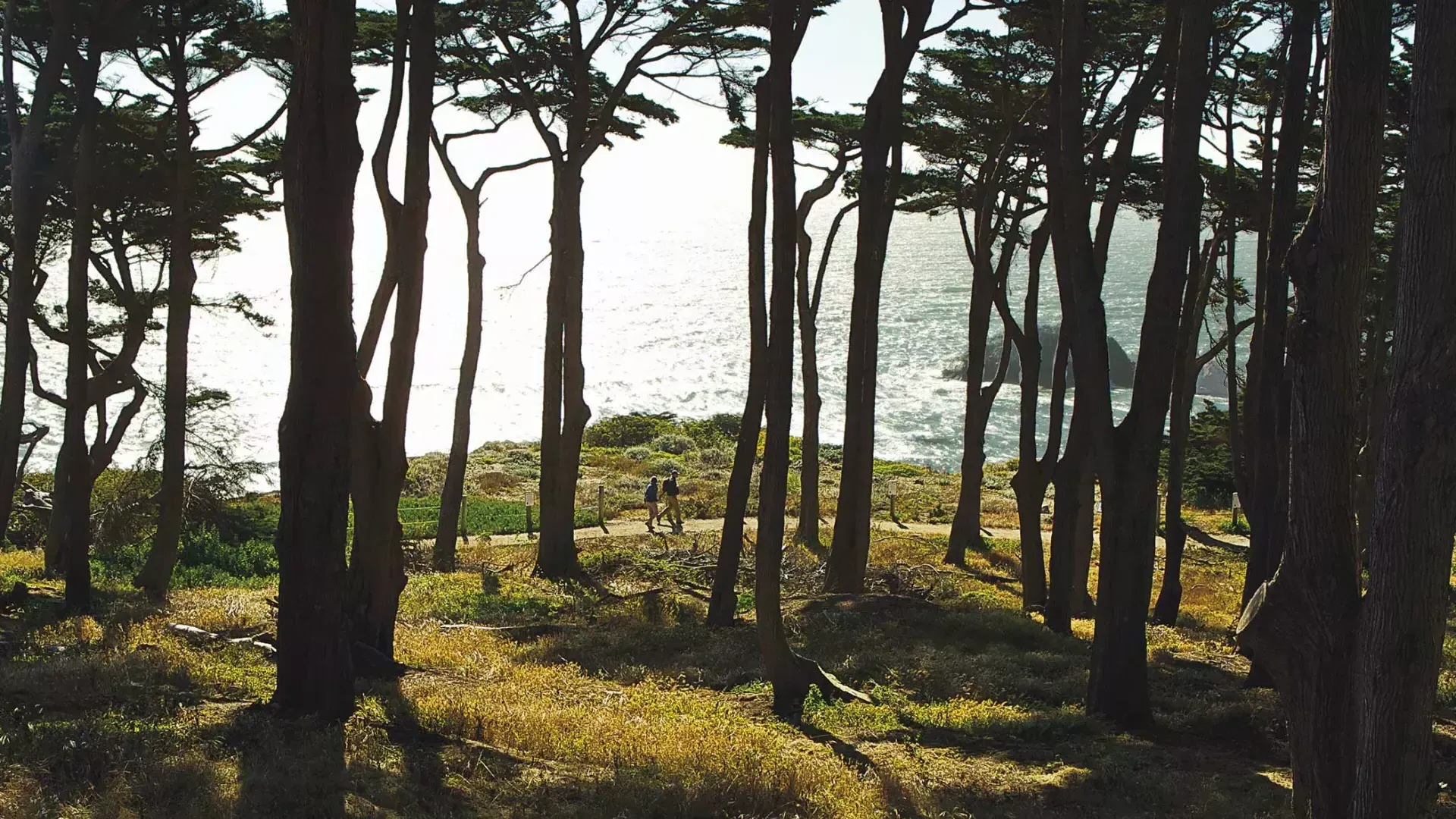 Gli escursionisti camminano lungo un tratto boscoso del Lands End Trail, 背景是太平洋.